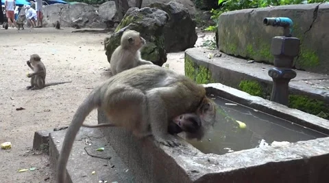 Impudent monkeys Stock Footage 55610017