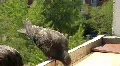 Impudent pigeon HD Footage