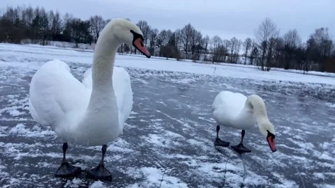 Impudent swan Video stock 234326541