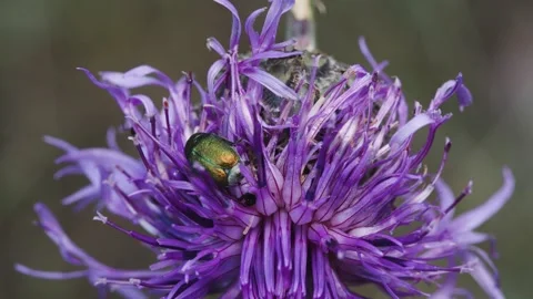 Inactive green rose chafer bettle  hiding in the flower Stock Footage 245564452