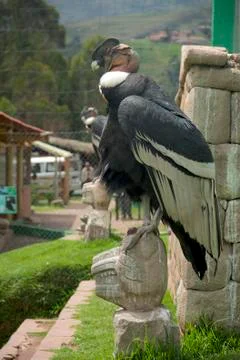 Inca Condor Stock Photos