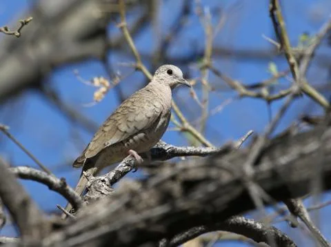 An Inca Dove Stock Photos
