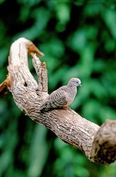 Inca dove Stock Photos