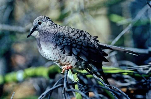 Inca dove Foto stock