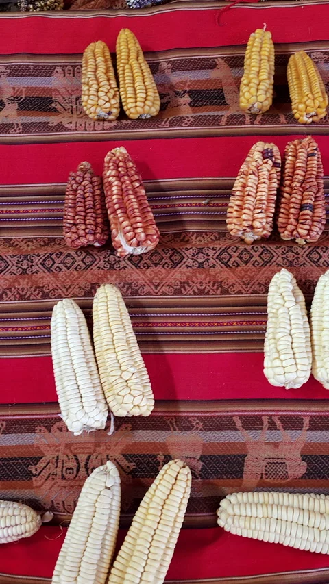 Inca Heritage: Diverse Corn Varieties of the Andes Stock Footage 315213739