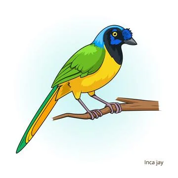 Inca jay bird educational game vector Illustrazione stock