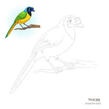 Inca jay bird learn to draw vector Stock Illustration