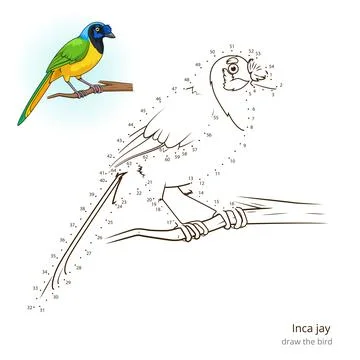 Inca jay bird learn to draw vector Stock Illustration