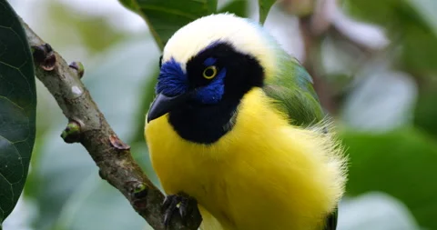Inca jay (Cyanocorax yncas) Stock Footage 237942438