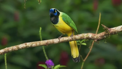 Inca jay (Cyanocorax yncas or querrequerre) bird of New World jays, native to An Stock Footage 216987628