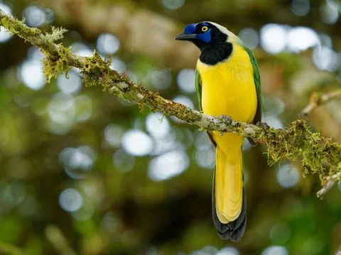 Inca jay (Cyanocorax yncas or querrequerre) bird of New World jays, native to Stock-Fotos