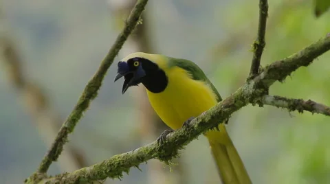 Inca Jay, Cyanocorax yncas yncas Stock Footage 43617320