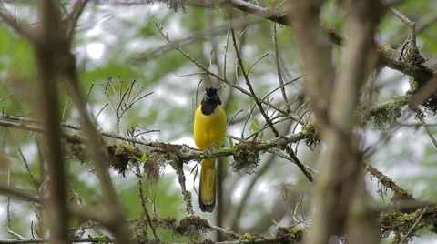 Inca Jay, Cyanocorax yncas yncas Stock-Footage 43618441