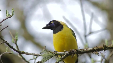 Inca Jay, Cyanocorax yncas yncas Stock-Footage 43619102