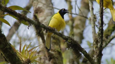 Inca Jay, Cyanocorax yncas yncas Stock Footage 43619780