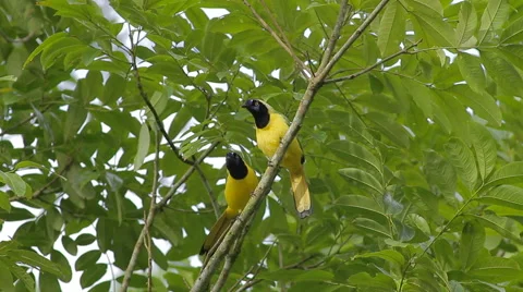 Inca Jay, Cyanocorax yncas yncas Stock-Footage 43620054