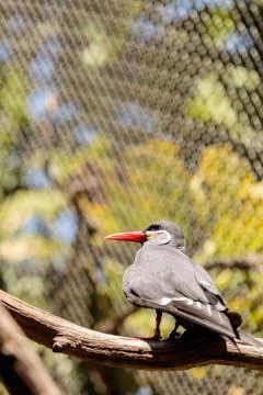 Inca tern bird called Larosterna inca Stock Photos