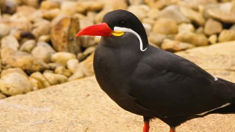 An  Inca Tern bird Stock Footage 238887111