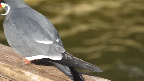 An Inca Tern bird Stock Footage 271364816