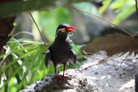 Inca Tern Bird  (Larosterna inca) Stock-Fotos