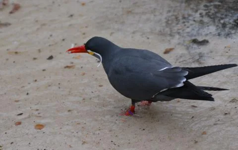 An Inca Tern bird Stock Photos