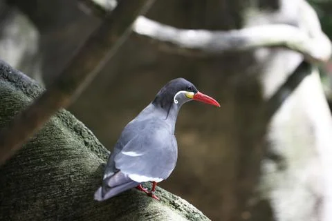 Inca tern bird Stock Photos