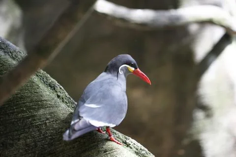 Inca tern bird Stock Photos
