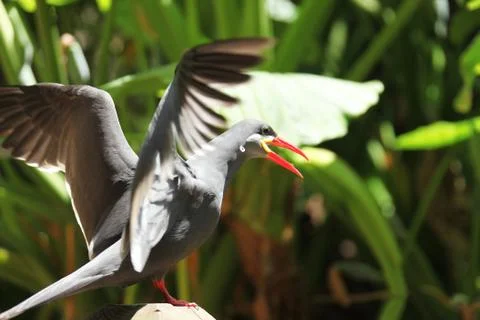 Inca tern bird Stock Photos