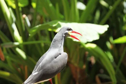 Inca tern bird Stock Photos