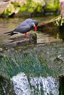 An inca tern bird Stock Photos