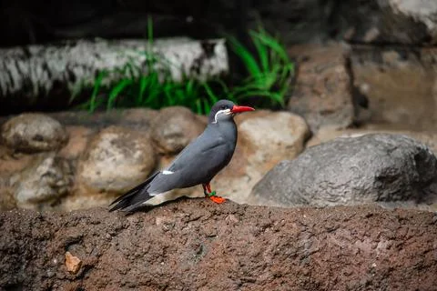 Inca Tern Bird Foto stock