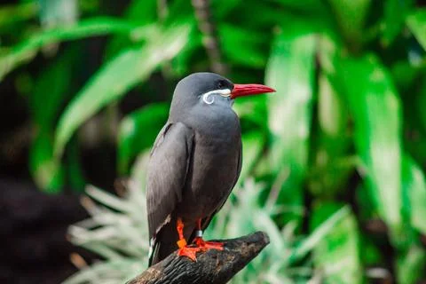 Inca Tern Bird Foto stock