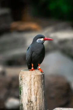 Inca Tern Bird Foto stock