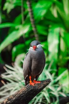 Inca Tern Bird Foto stock