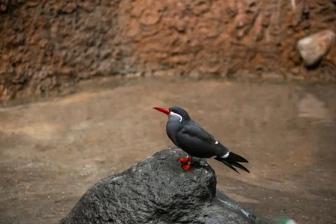Inca Tern Bird Foto stock