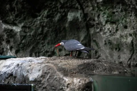 Inca Tern Bird Foto stock