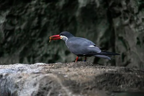 Inca Tern Bird Foto stock