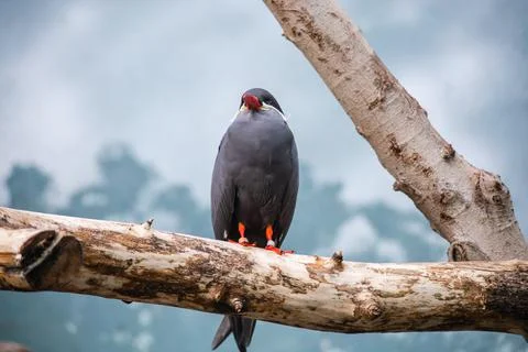 Inca Tern Bird Foto stock