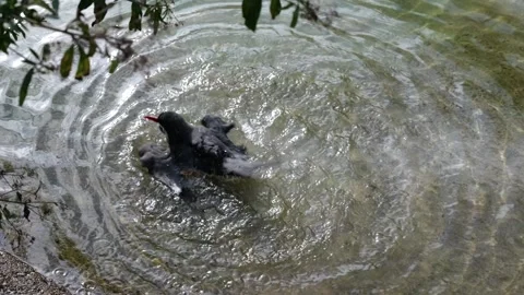 Inca tern bird playing in water in a zoo Stock Footage 287738561