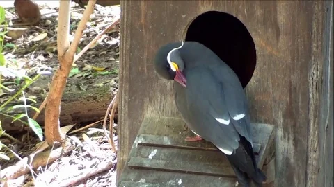 Inca Tern Bird With White Moustache and Red-Orange Beak Stock Footage 76003904