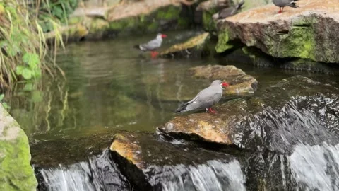 Inca Tern Birds Perched On Rocks Near A Waterfall Natural Habitat Wildlife .. Stock Footage 330058621