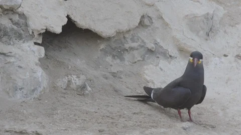 An Inca tern calling out to another inside a burrow Stock Footage 116644118
