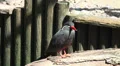 Inca tern close up resting in the sun HD Footage