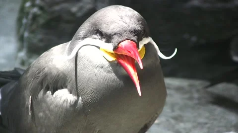 Inca Tern close up shot Stock Footage 51434259