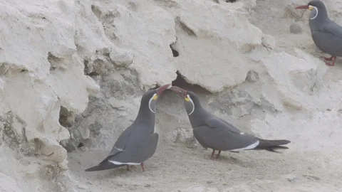 Inca tern with a fish, flying in to join another outside of a burrow Stock Footage 116644670