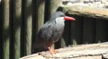 Inca tern full body close up HD Footage