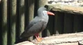 Inca tern full body close up long version HD Footage