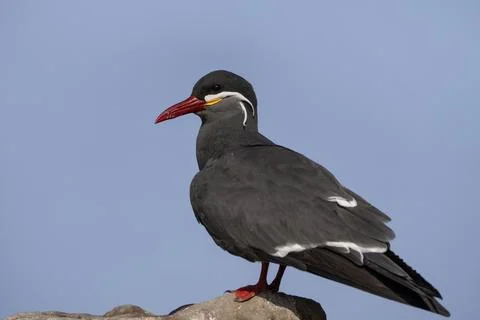 Inca tern, full body view of a bird, Larosterna inca in Peru Stock Photos