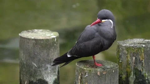  Inca Tern, Larosterna inca, bird on the tree branch on Peruvian coast. Bird in  Stock Footage 238523622