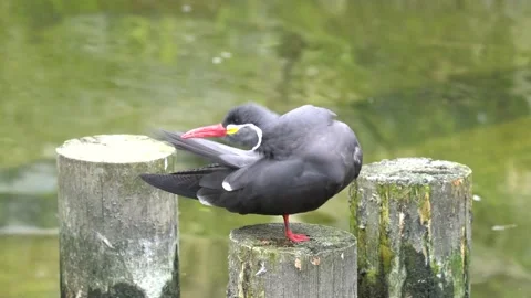  Inca Tern, Larosterna inca, bird on the tree branch on Peruvian coast. Bird in  Stock-Footage 238523679